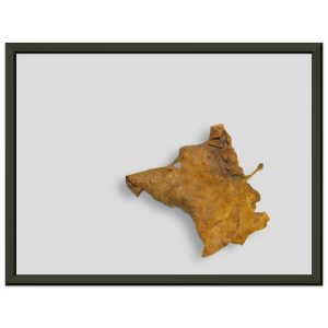 Photograph of a dried sycamore leaf that appears as a dog head profile image by John Pape
