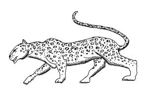 Illustrations-Cheetah