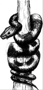 Illustrations-Snake