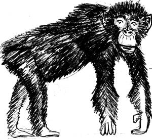 Illustrations-chimp