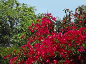photograpy-angel-bouganvilla