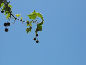 photograpy-blue-sky-green-branch