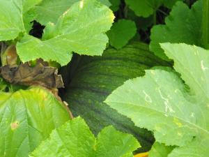 photograpy-green-pumpkin