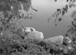 photograpy-rock-by-the-lake