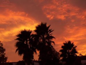 photograpy-sunset-palms